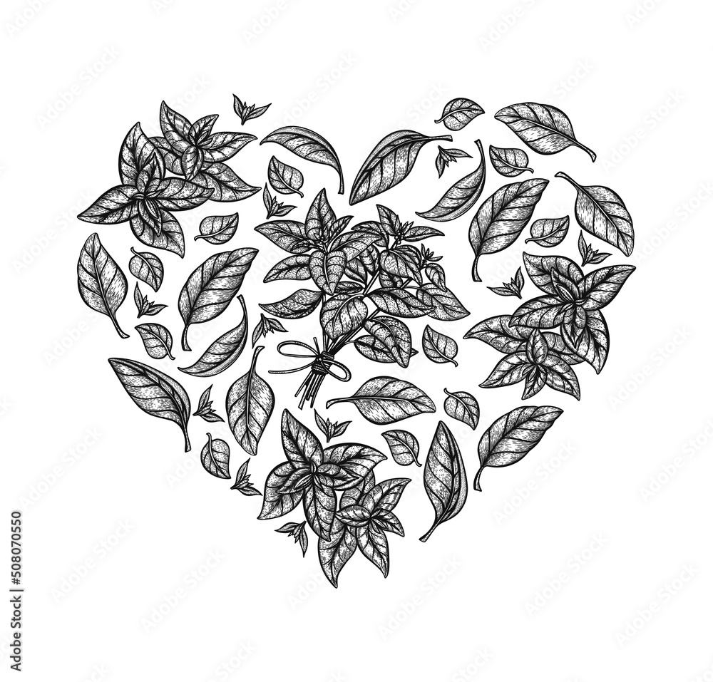 Basil illustration