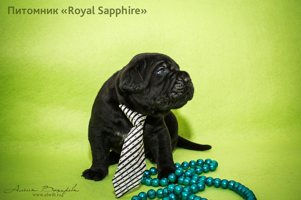 Фотосъемка щенков  для питомника Итальянского Кане-Корсо Royal Sapphire. Фотограф Вихарева Алена