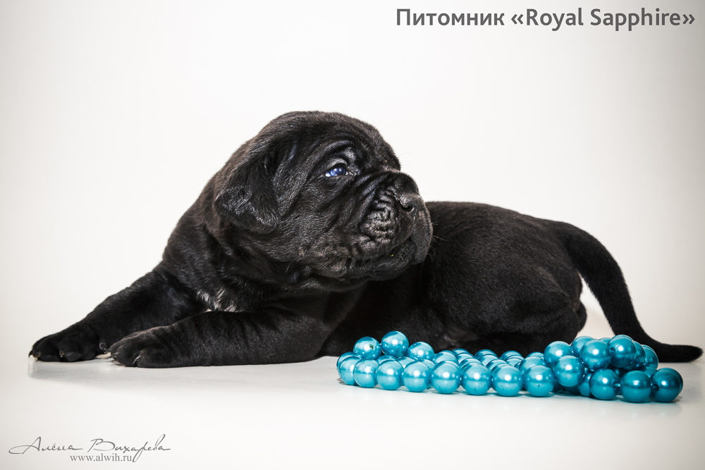 Фотосъемка щенков  для питомника Итальянского Кане-Корсо Royal Sapphire. Фотограф Вихарева Алена
