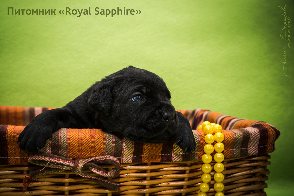 Фотосъемка щенков  для питомника Итальянского Кане-Корсо Royal Sapphire. Фотограф Вихарева Алена