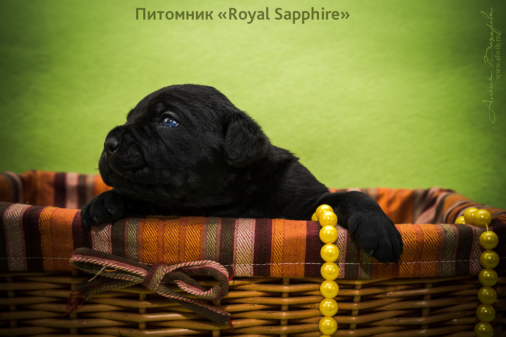 Фотосъемка щенков  для питомника Итальянского Кане-Корсо Royal Sapphire. Фотограф Вихарева Алена