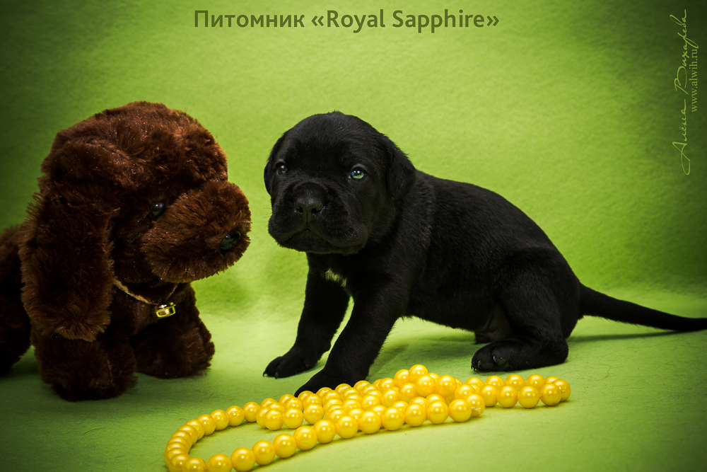 Фотосъемка щенков  для питомника Итальянского Кане-Корсо Royal Sapphire. Фотограф Вихарева Алена