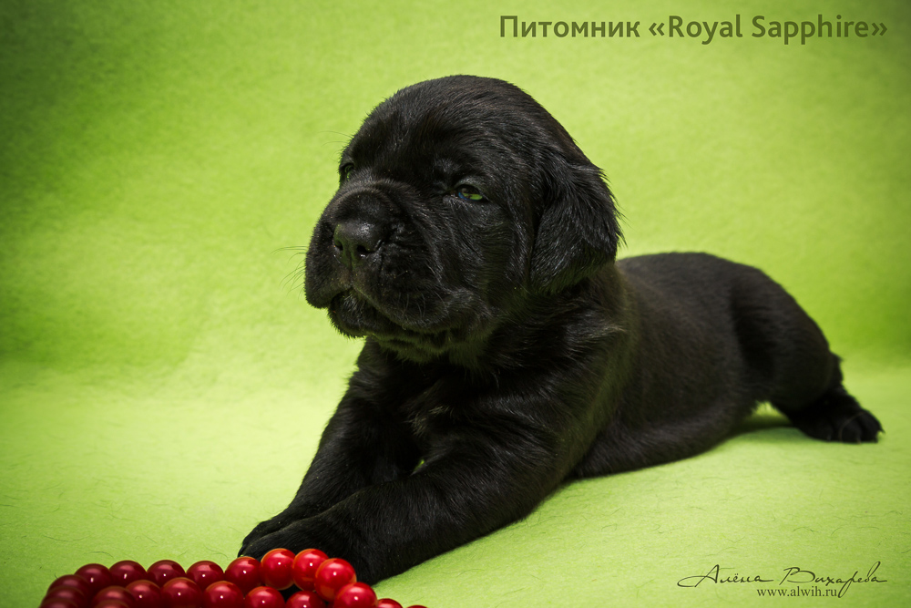 Фотосъемка щенков  для питомника Итальянского Кане-Корсо Royal Sapphire. Фотограф Вихарева Алена