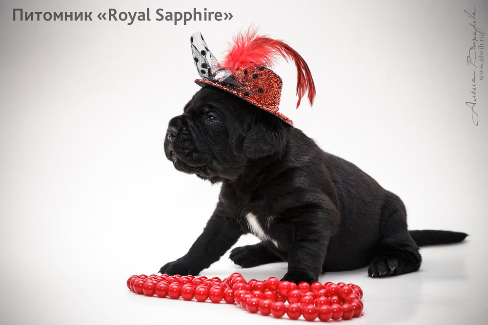 Фотосъемка щенков  для питомника Итальянского Кане-Корсо Royal Sapphire. Фотограф Вихарева Алена