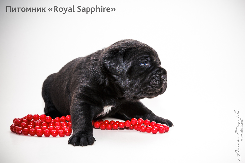 Фотосъемка щенков  для питомника Итальянского Кане-Корсо Royal Sapphire. Фотограф Вихарева Алена