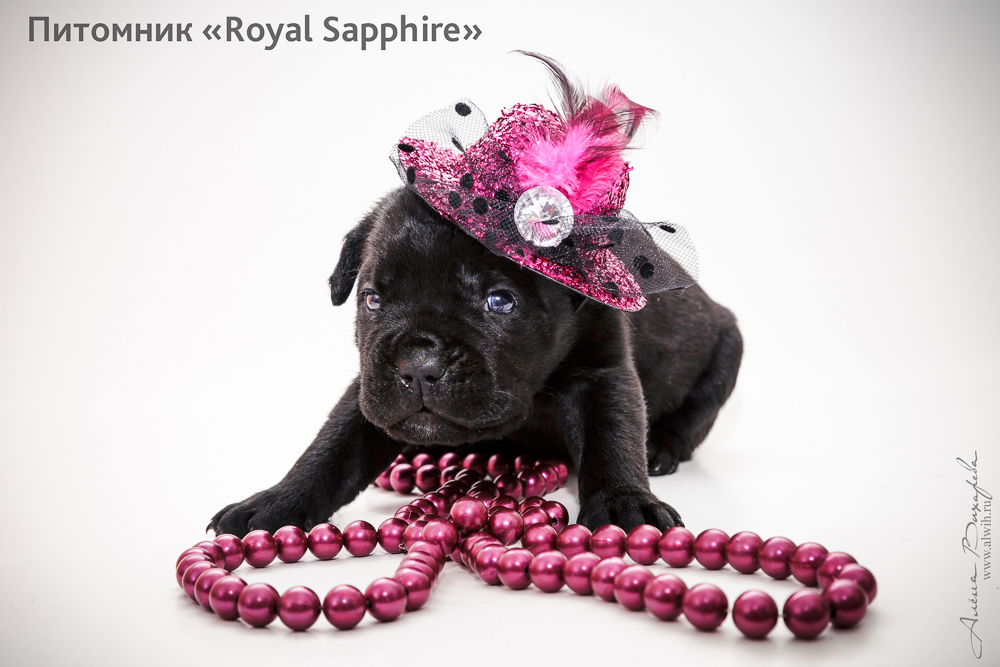 Фотосъемка щенков  для питомника Итальянского Кане-Корсо Royal Sapphire. Фотограф Вихарева Алена