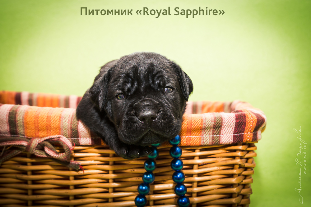 Фотосъемка щенков  для питомника Итальянского Кане-Корсо Royal Sapphire. Фотограф Вихарева Алена