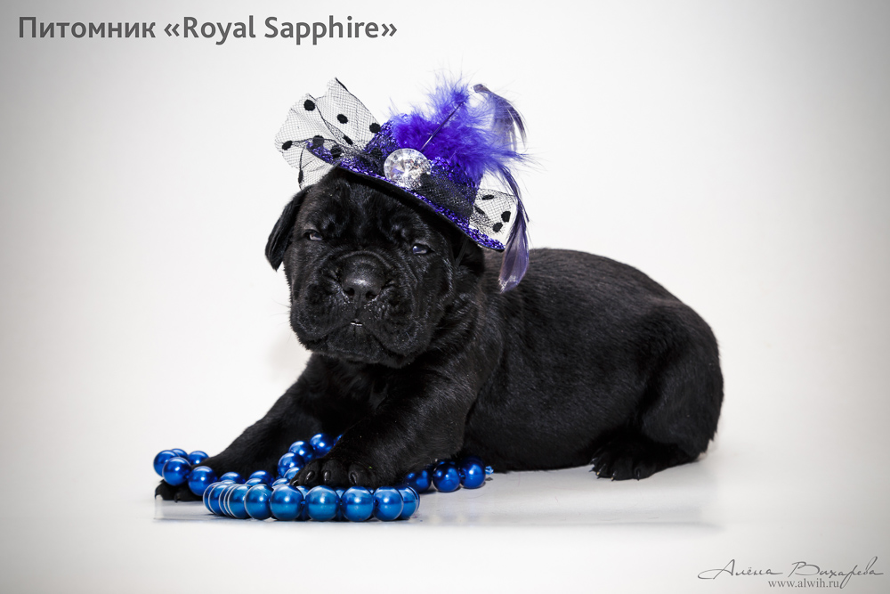 Фотосъемка щенков  для питомника Итальянского Кане-Корсо Royal Sapphire. Фотограф Вихарева Алена