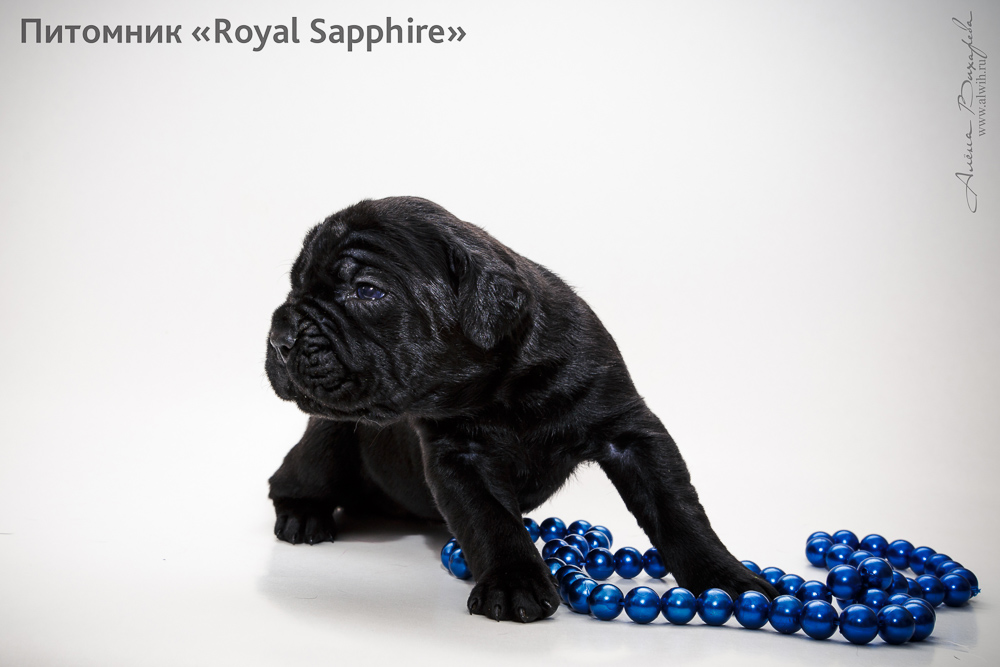 Фотосъемка щенков  для питомника Итальянского Кане-Корсо Royal Sapphire. Фотограф Вихарева Алена