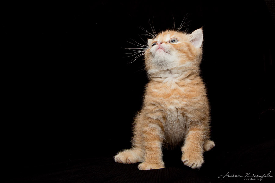 Фотографии котят и кошек