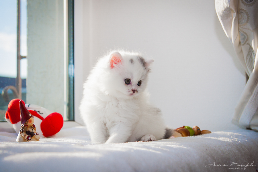фотографии котят и кошек
