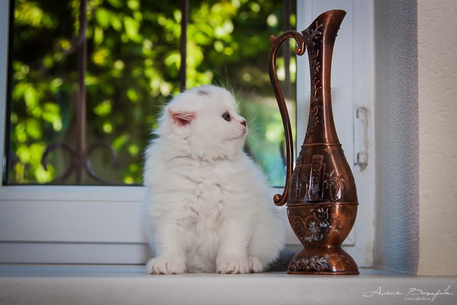 фотографии котят и кошек