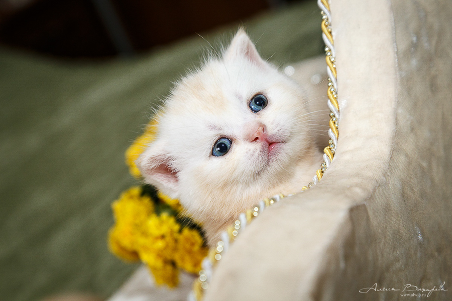 фотографии котят и кошек
