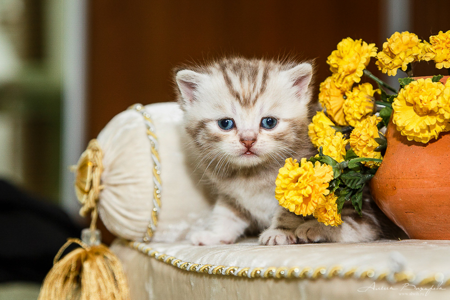 фотографии котят и кошек