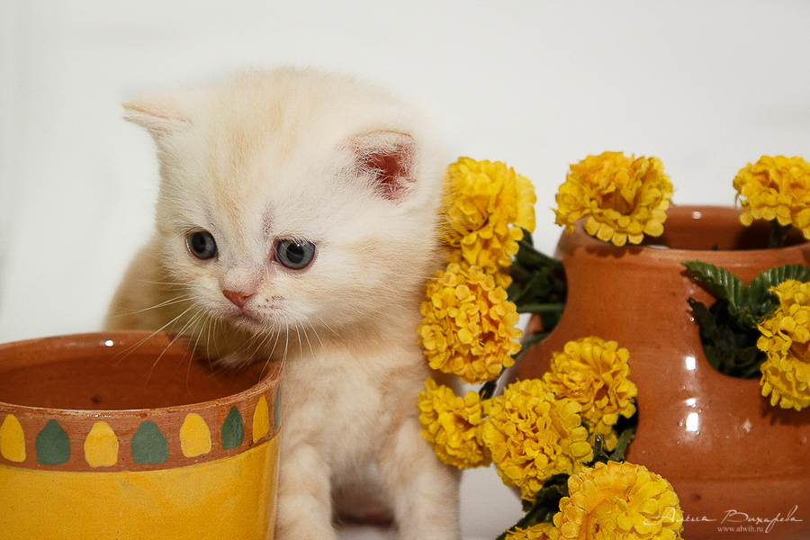 Фотографии котят и кошек
