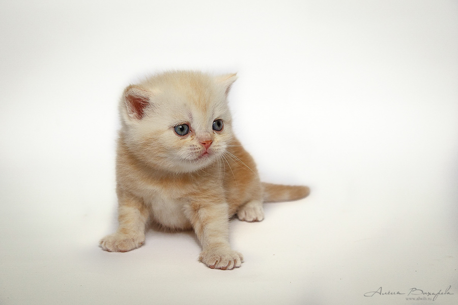 Фотографии котят и кошек