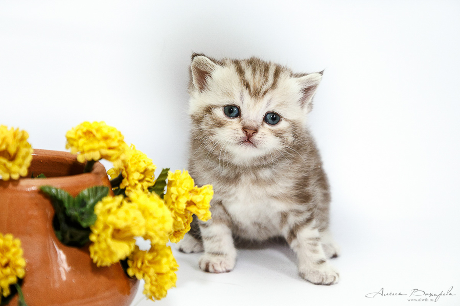 Фотографии котят и кошек