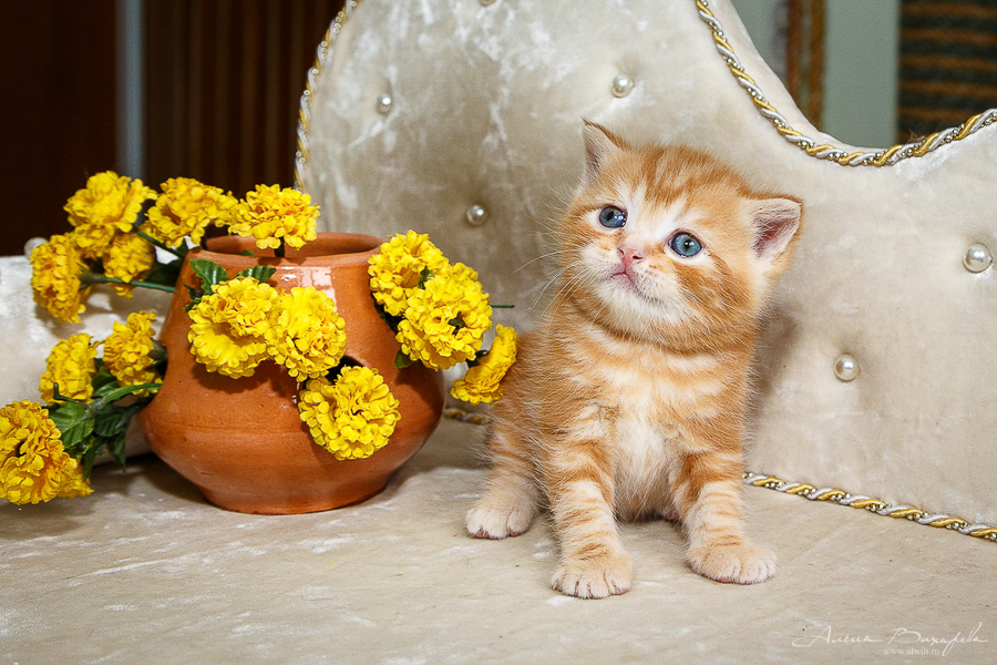 Фотографии котят и кошек