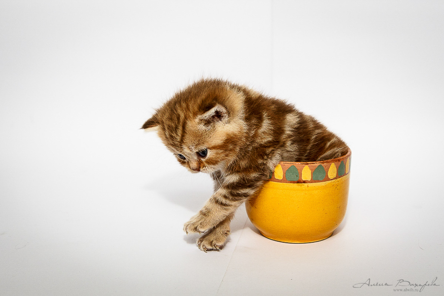 Фотографии котят и кошек
