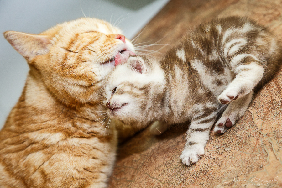 Фотографии котят и кошек