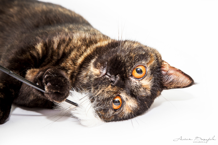 Фотографии котят и кошек