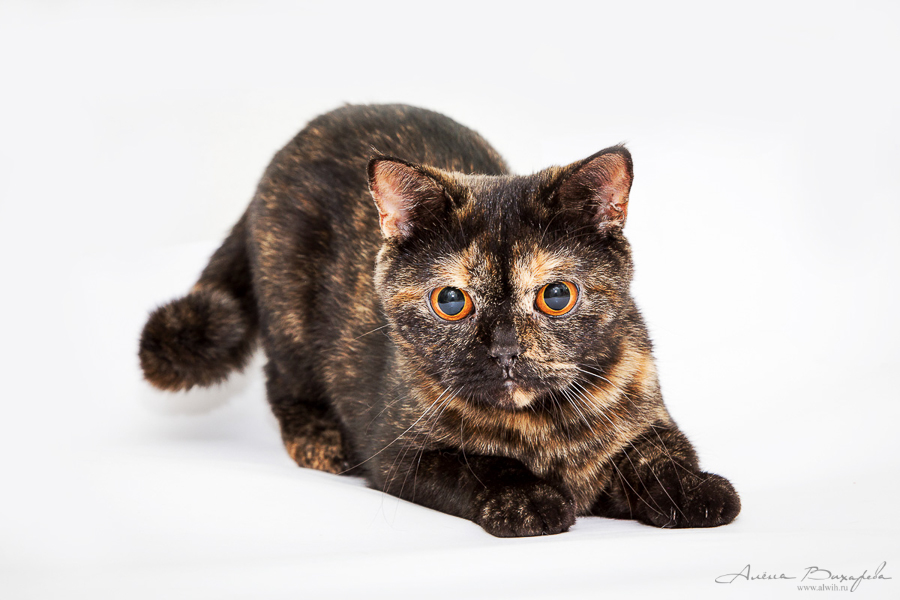 Фотографии котят и кошек