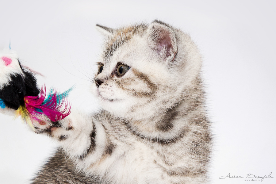 Фотографии котят и кошек