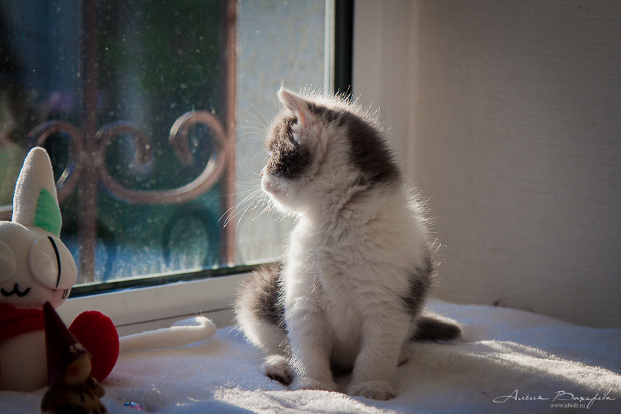 Фотографии котят и кошек
