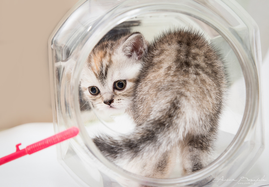 Фотографии котят и кошек