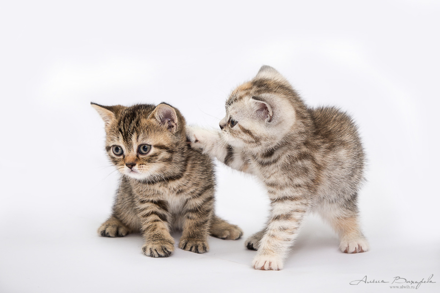 Фотографии котят и кошек