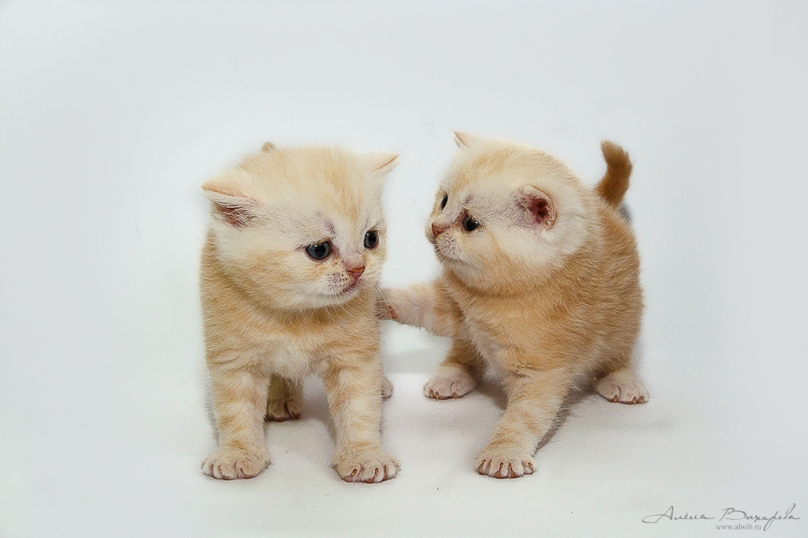 Фотографии котят и кошек