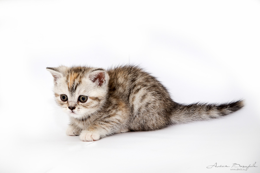 Фотографии котят и кошек