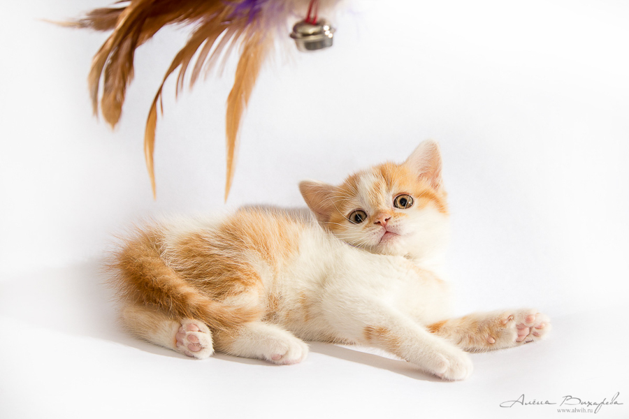 Фотографии котят и кошек