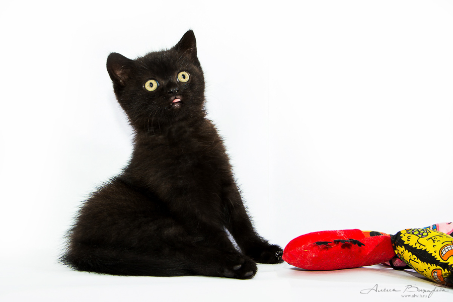 Фотографии котят и кошек