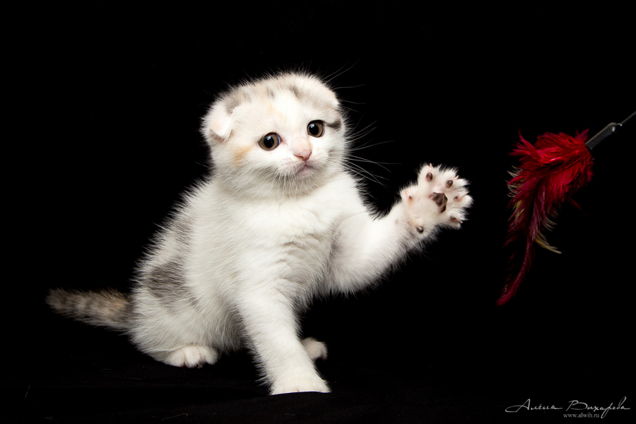 Фотографии котят и кошек