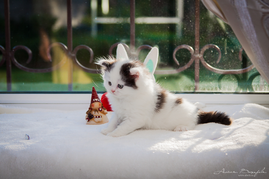 Фотографии котят и кошек