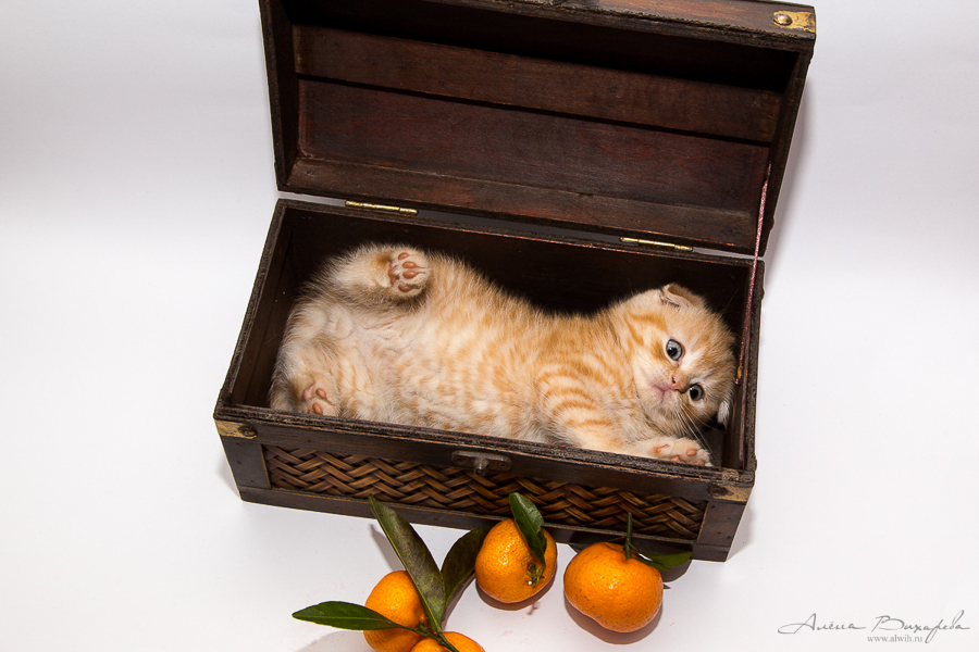 Фотографии котят и кошек