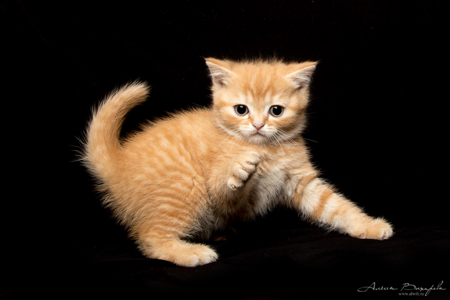 Фотографии котят и кошек