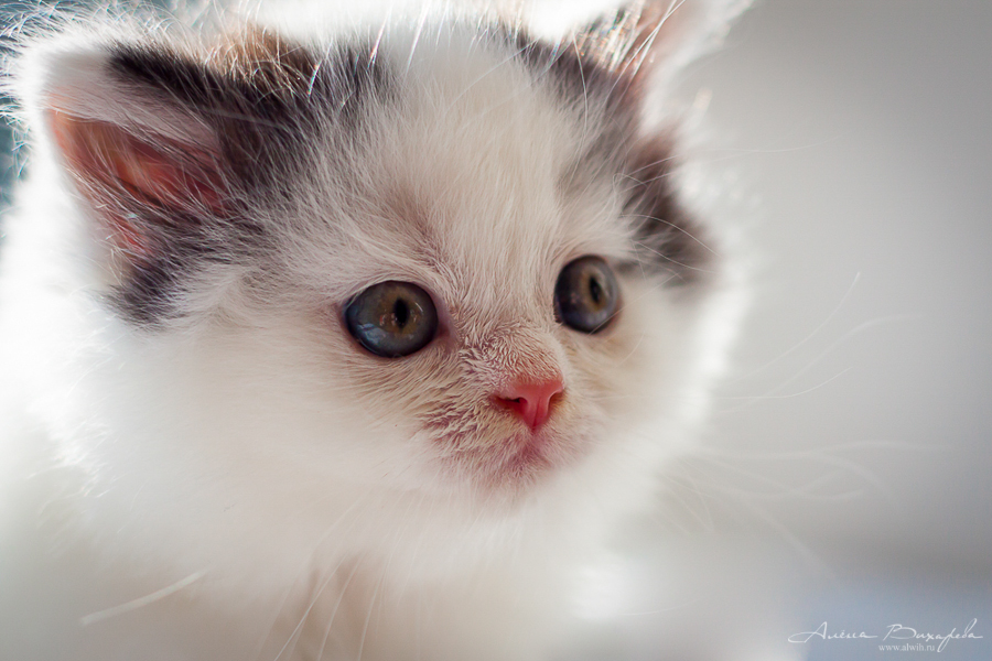 Фотографии котят и кошек