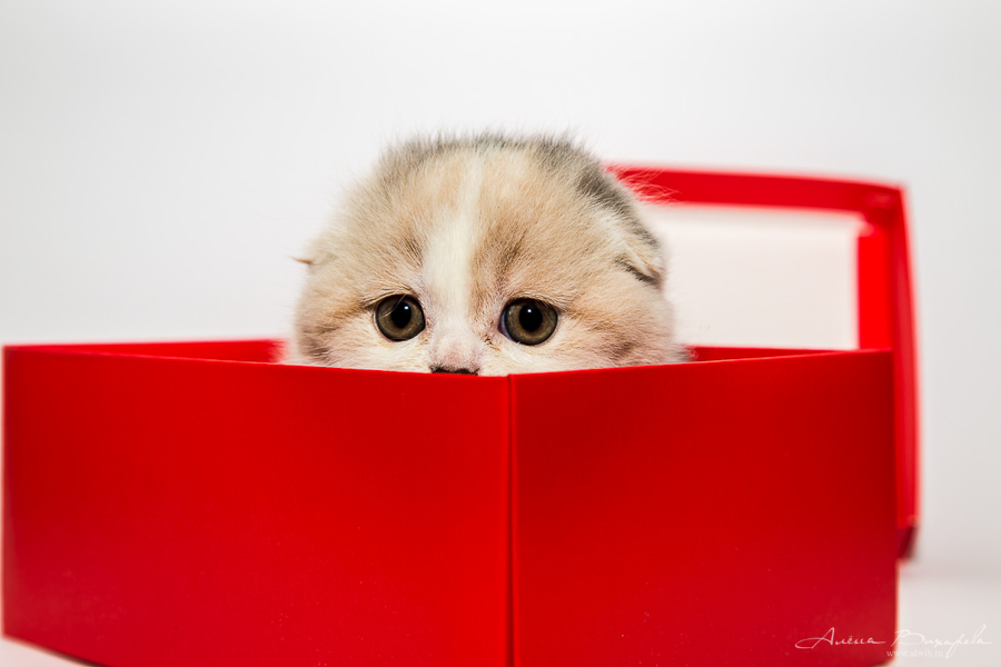 Фотографии котят и кошек