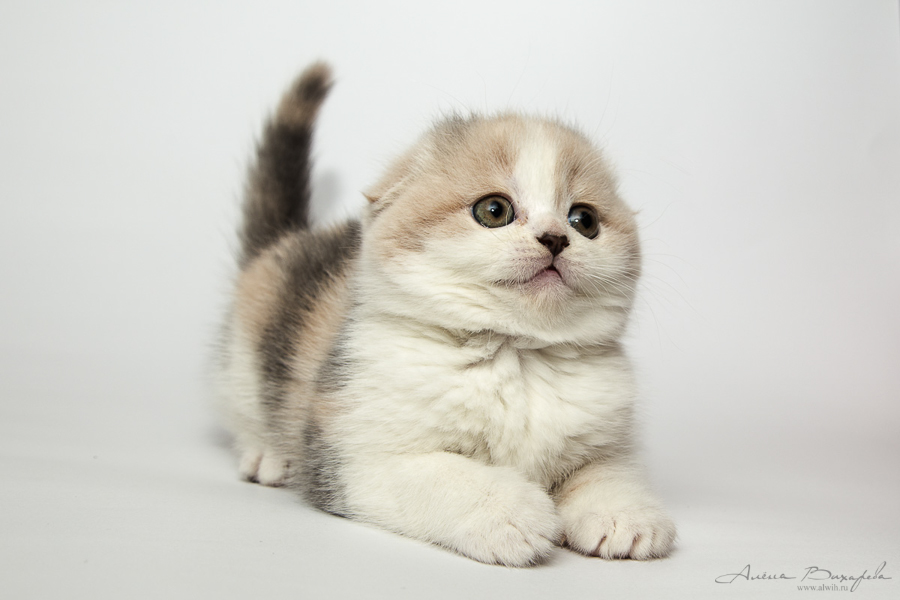 Фотографии котят и кошек