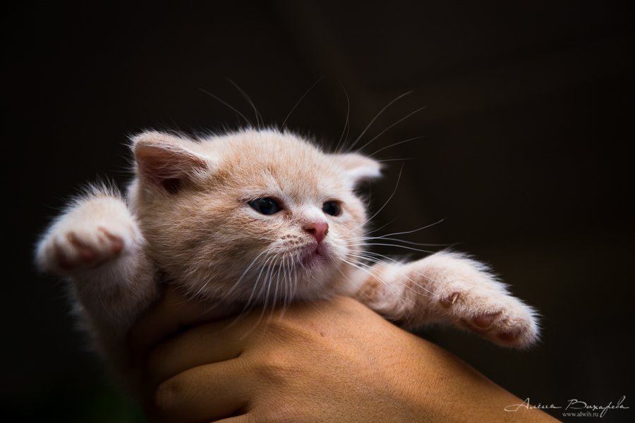 Фотографии котят и кошек