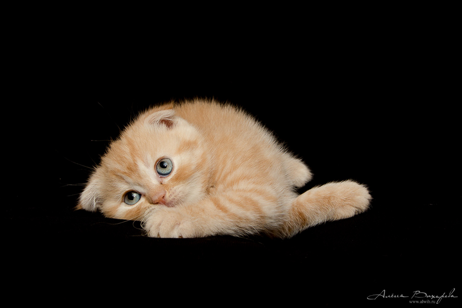 Фотографии котят и кошек