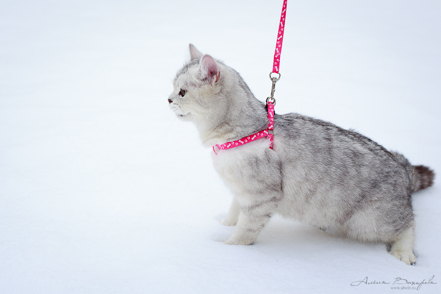 Фотографии котят и кошек