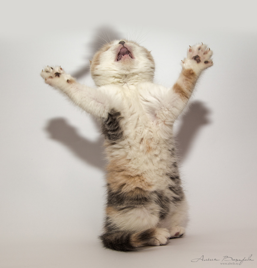 Фотографии котят и кошек