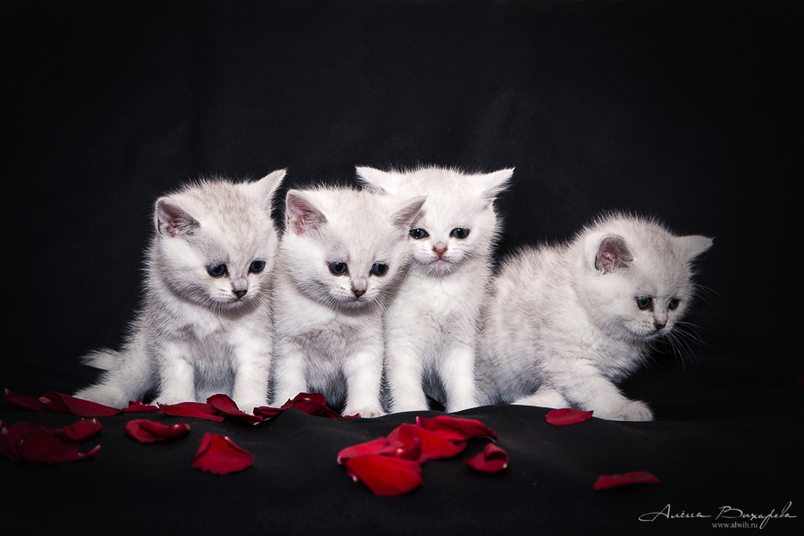 Фотографии котят и кошек