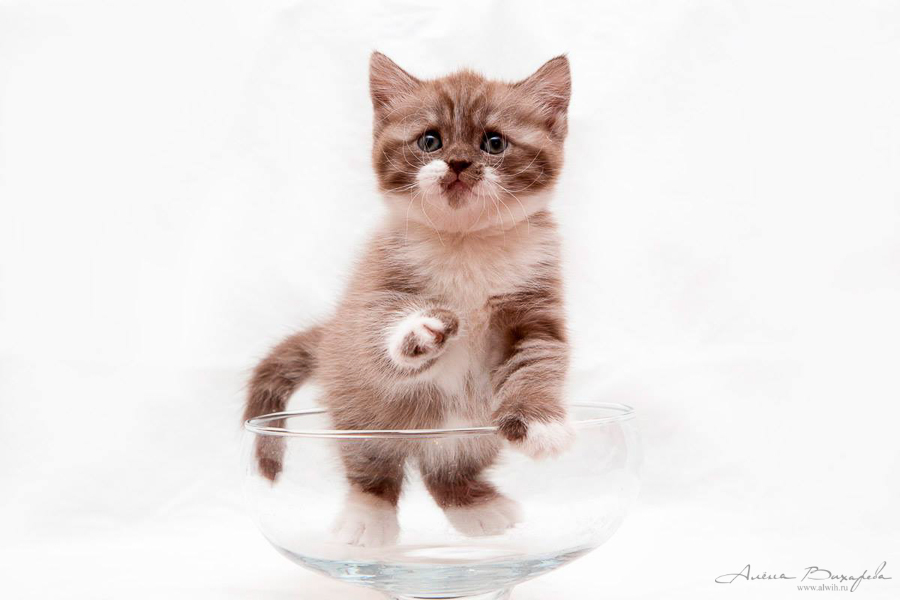 Фотографии котят и кошек