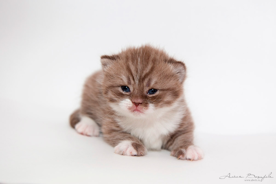 Фотографии котят и кошек