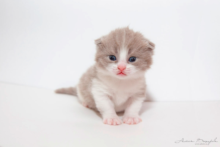 Фотографии котят и кошек