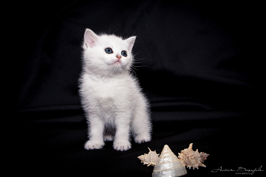 Фотографии котят и кошек